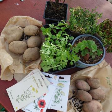 Auf einem roten Holztisch im Freien liegen mehrere Kartoffeln sowie Samentütchen mit Pflanzenillustrationen und Aufschriften wie „Echte Kamille“ und „Fenchel“. In der Mitte stehen verschiedene kleine, gepflegt wirkende Pflanzen in schwarzen und grauen Töpfen, darunter eine Erdbeerpflanze und Kräuter mit frischen grünen Blättern. Die Szene wirkt wie eine Vorbereitung zum Pflanzen oder ein Austausch von Gartenpflanzen, im Hintergrund ist unscharfe Gartenvegetation zu sehen.